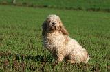 PTIT BASSET GRIFFON V.  029
